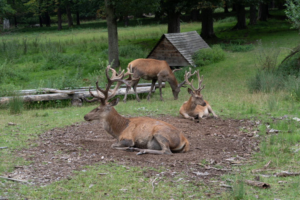 Red deer in the enclosure at the Rotwildpark near the Bärenschlössle
